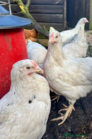 Chickens poultry - Advert 2