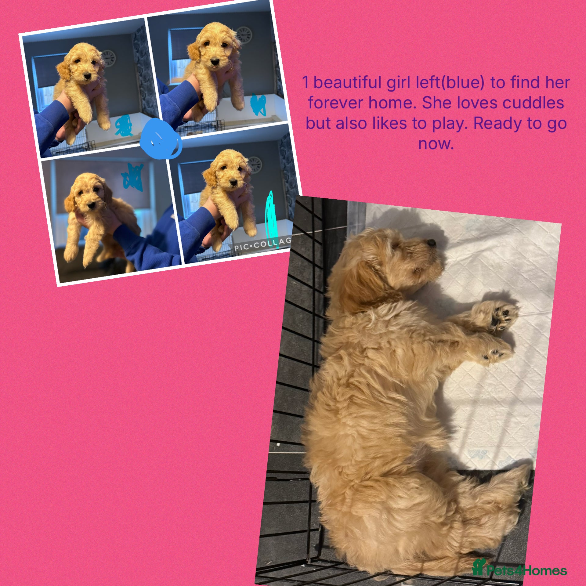 Goldendoodle dogs 1 girl left. F1 mini Goldendoodles - Advert 1