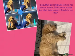 Goldendoodle dogs 1 girl left. F1 mini Goldendoodles - Advert 1