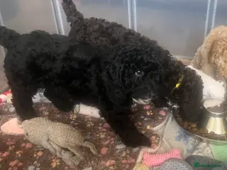 Cockapoo dogs 1 curly fluffy cockapoo boy left - Advert 8