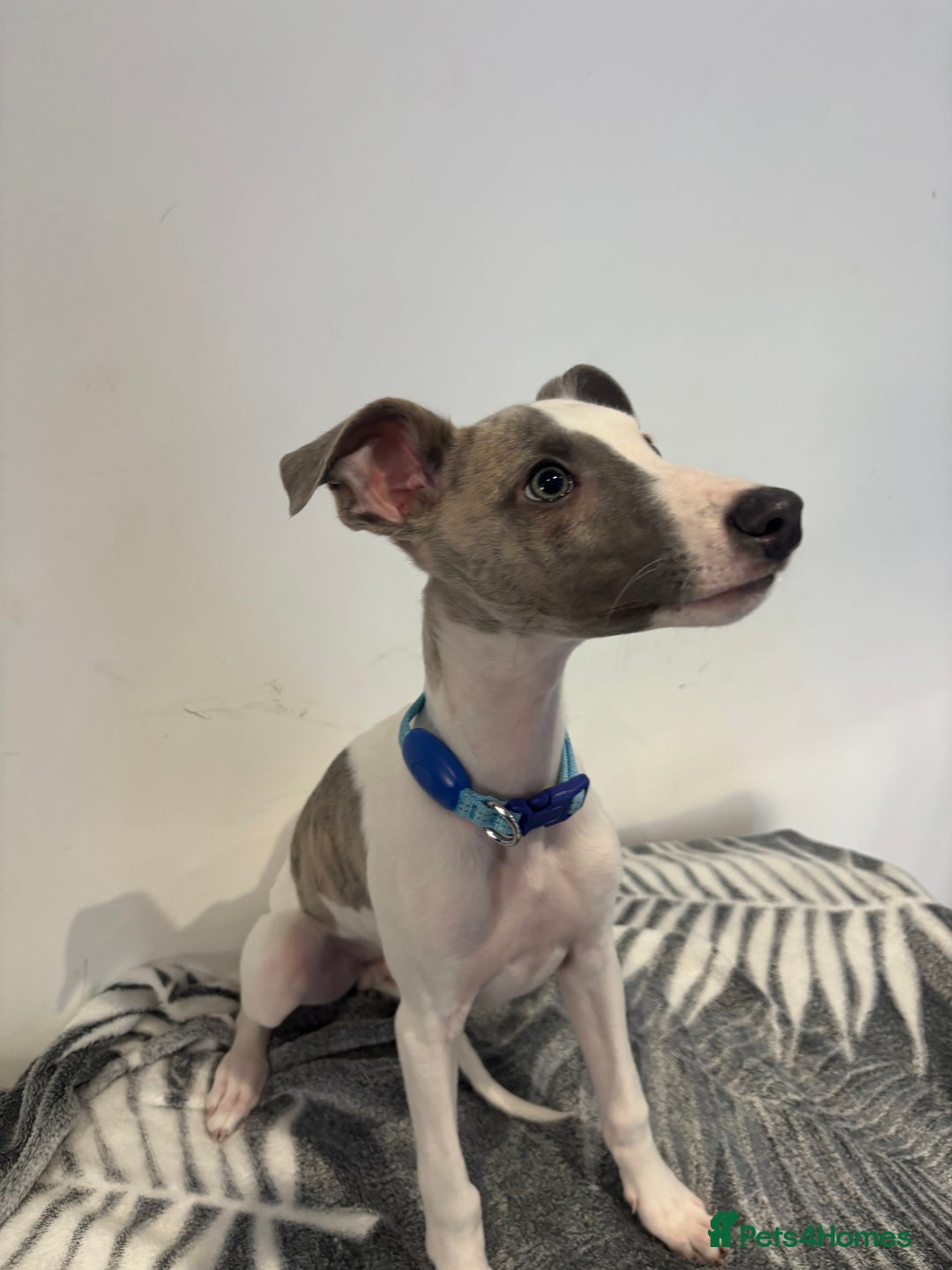 Whippet dogs for sale: whippet puupy - Advert 2