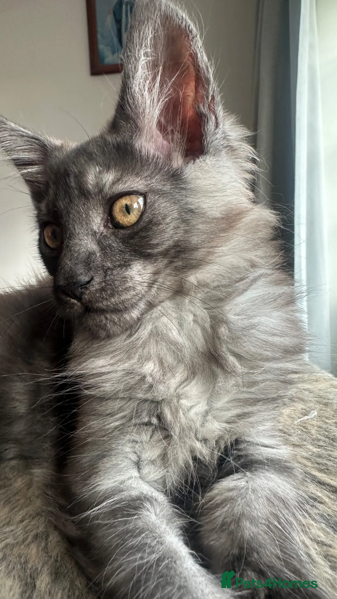 Maine Coon cats for sale: Full Main Coon kittens - Advert 2