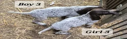German Shorthaired Pointer dogs for sale: German Shorthaired Pointer Puppies (GSP) in Rhayader - Advert 14