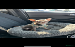 Chihuahua dogs for stud: Proven Lilac KC registered chihuahua for stud  in Liverpool - Image 18