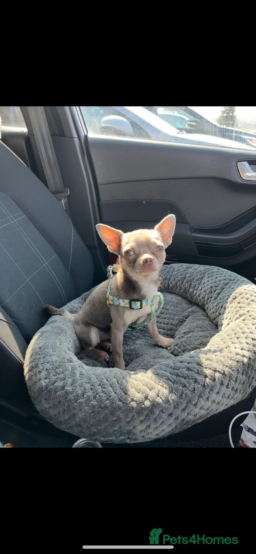 Chihuahua dogs for stud: Proven Lilac KC registered chihuahua for stud  in Liverpool - Advert 19