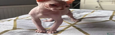 Sphynx 2