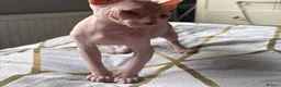 Sphynx cats for sale: Sphynx kittens  - Advert 6