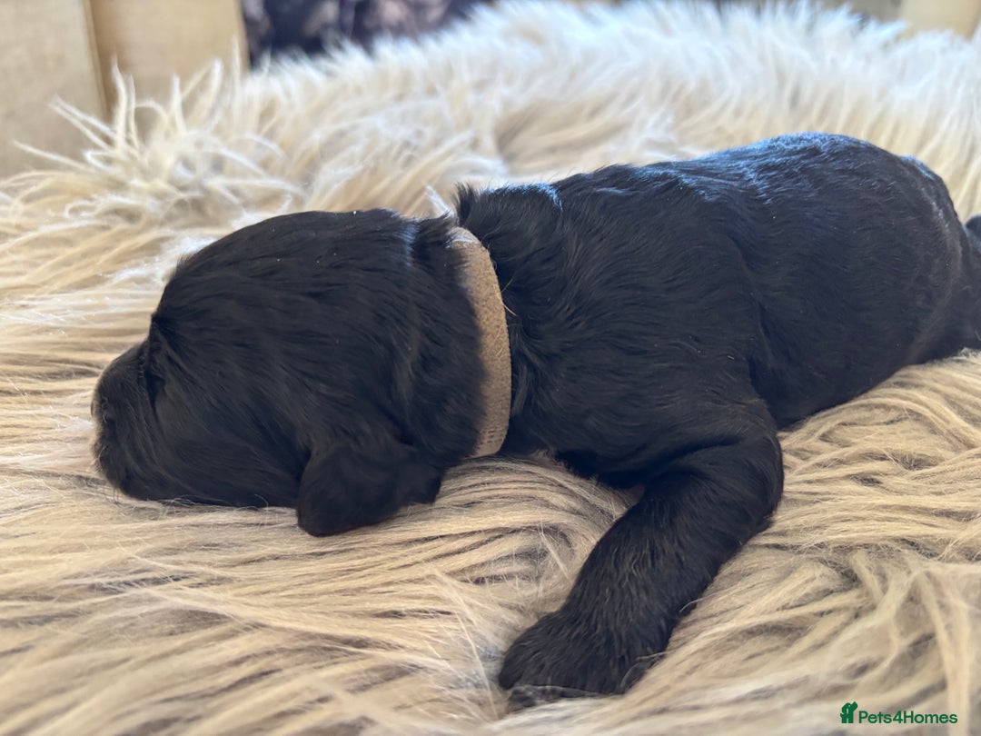 Goldendoodle dogs for sale: 12 Stunning Goldendoodles - Image 25