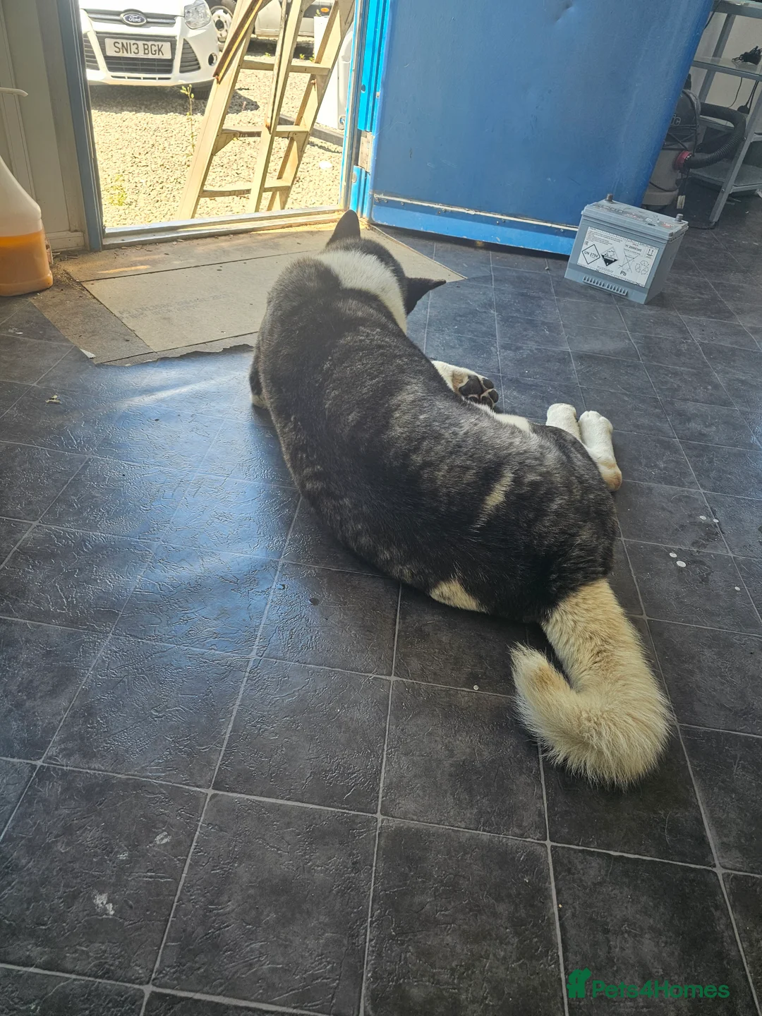 Akita dogs for sale: Kc regestered American akita pups  in Alness - Advert 2