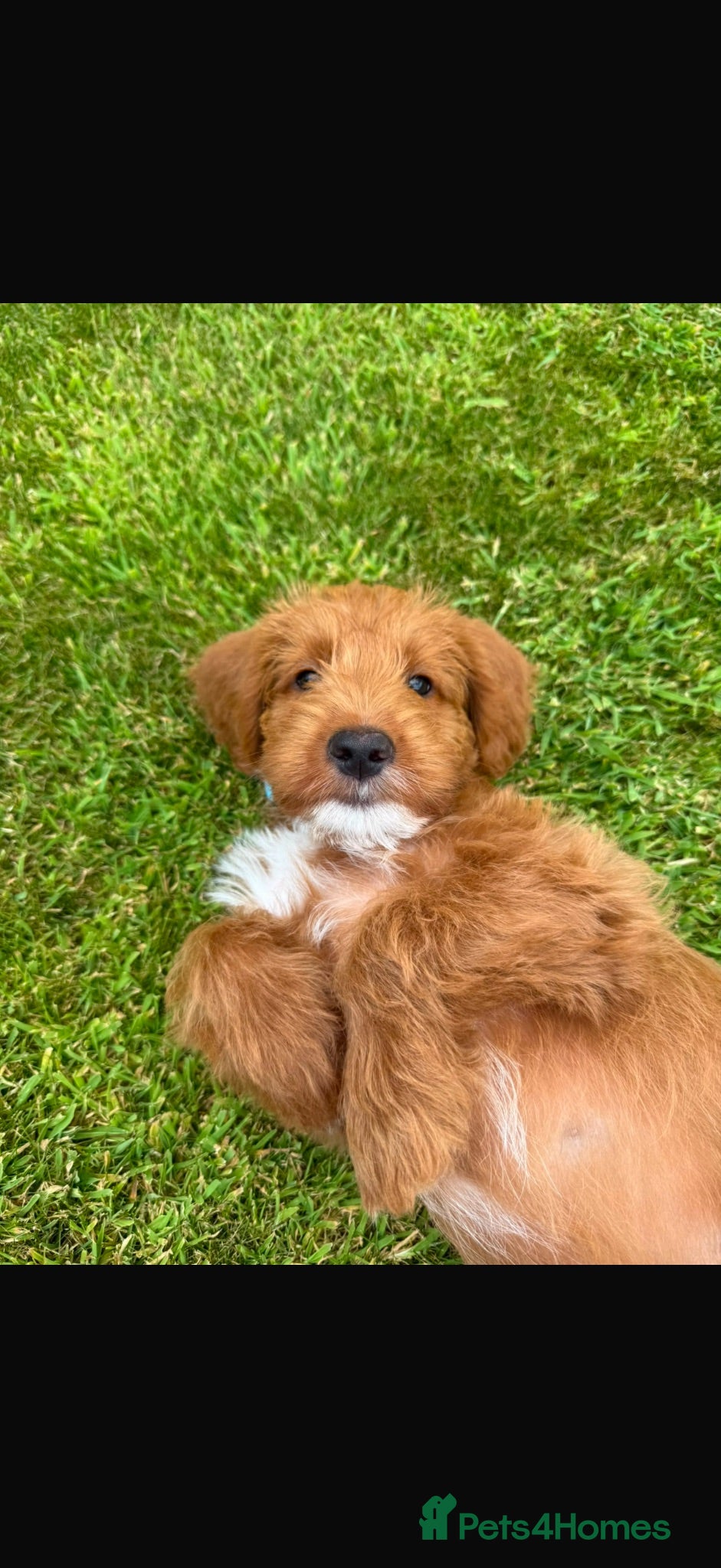 Australian Labradoodle dogs Gorgeous Tuxedo Marking Australian Labradoodles - Advert 2