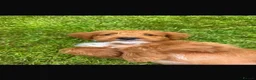 Australian Labradoodle dogs for sale: Gorgeous Tuxedo Marking Australian Labradoodles - Advert 4