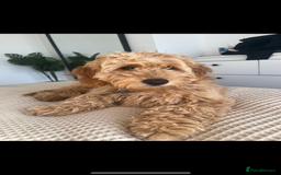 Goldendoodle dogs for sale: GOLDENDOODLE WITH A DIFFERENCE - Image 8