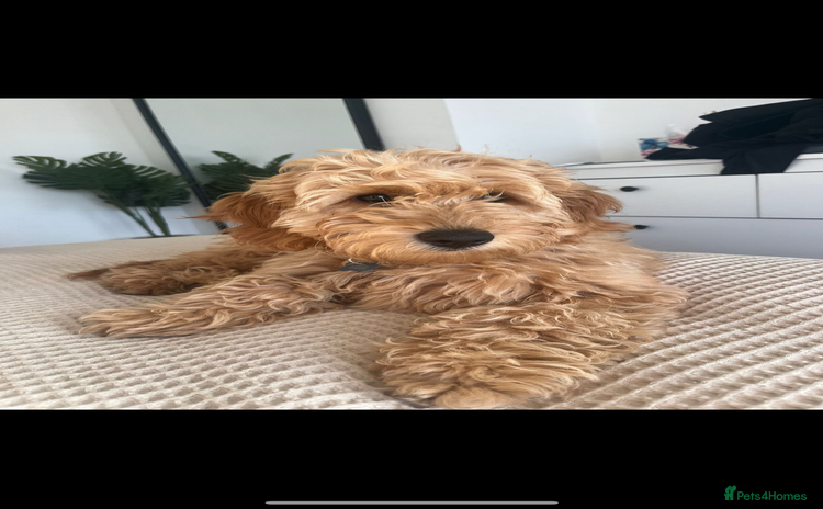 Goldendoodle dogs - Advert 2