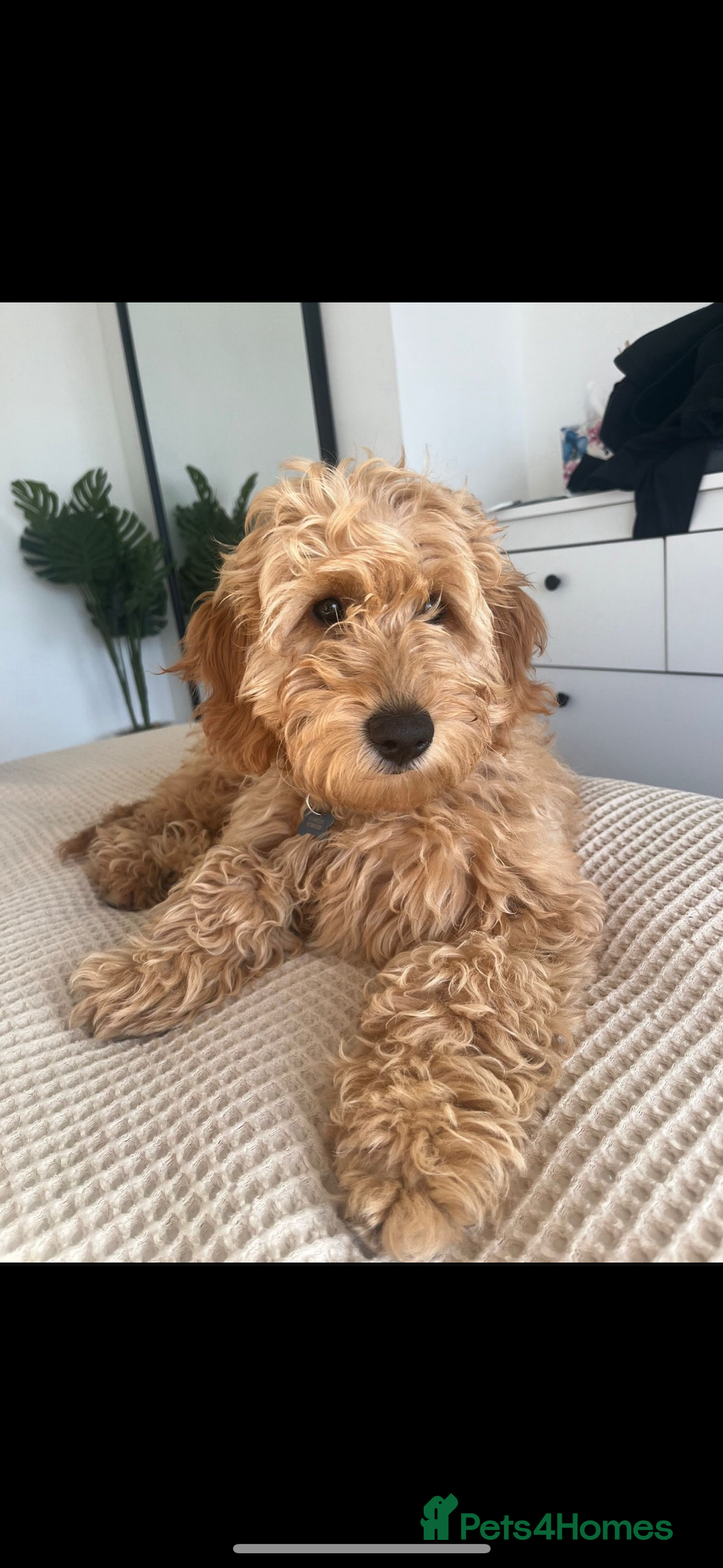 Goldendoodle dogs for sale: GOLDENDOODLE WITH A DIFFERENCE - Image 8