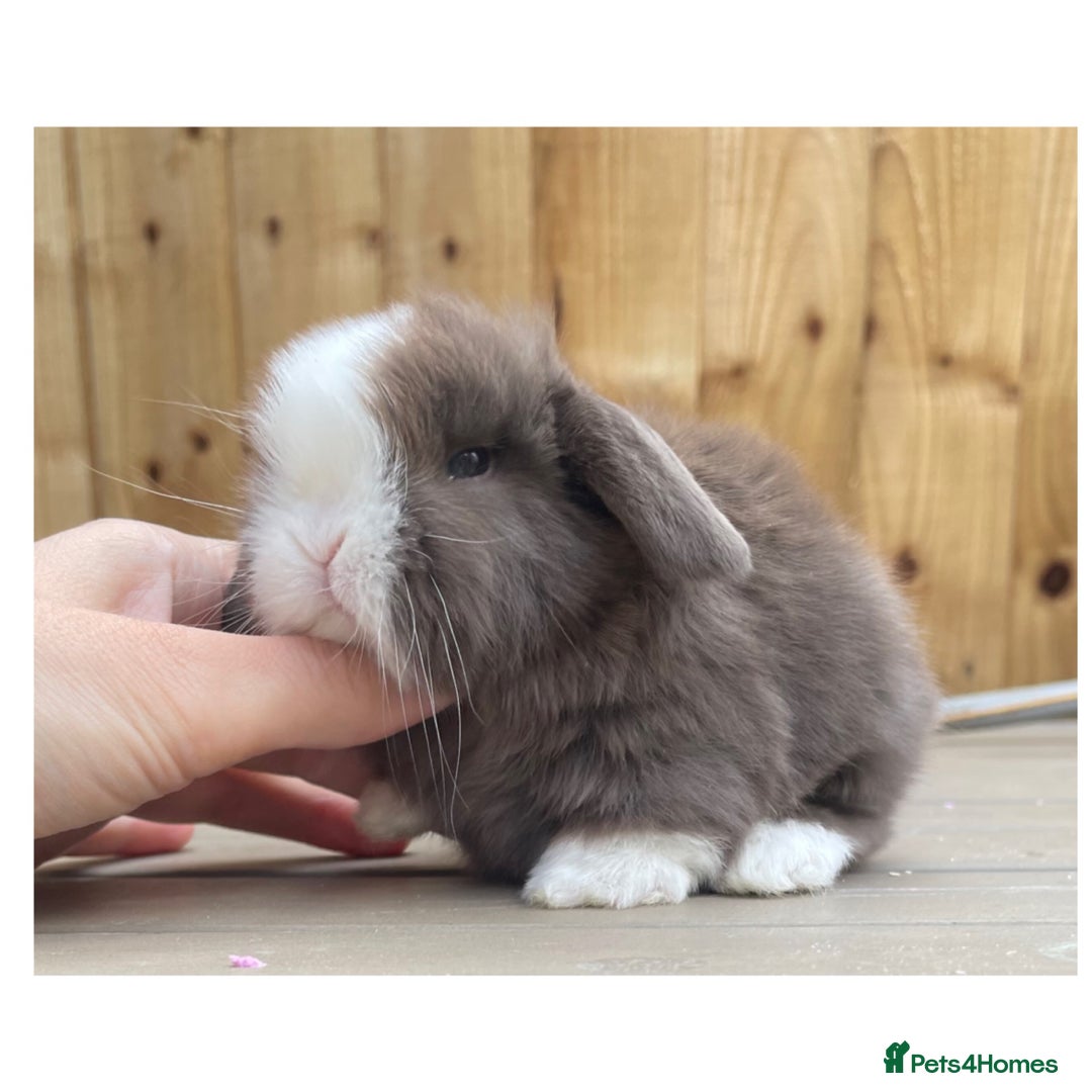 Mini Lop rabbits for sale: Beautiful mini lops for sale  in Nottingham - Image 5
