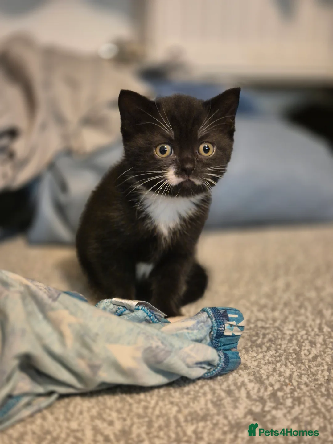 Mixed Breed cats for sale: Exceptional Black & White Kittens - Advert 5