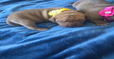 Mixed Breed dogs - Advert 3