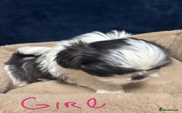 Shih Tzu dogs for sale: Imperial Shih Tzu Ready to leave - Image 11