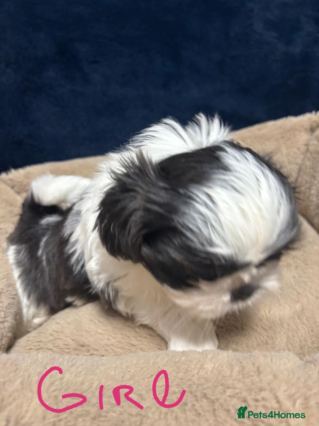Shih Tzu dogs for sale: Imperial Shih Tzu Ready to leave - Image 11
