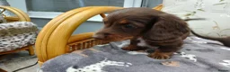 Miniature Dachshund dogs for sale: Miniature dachshund puppies  - Advert 5