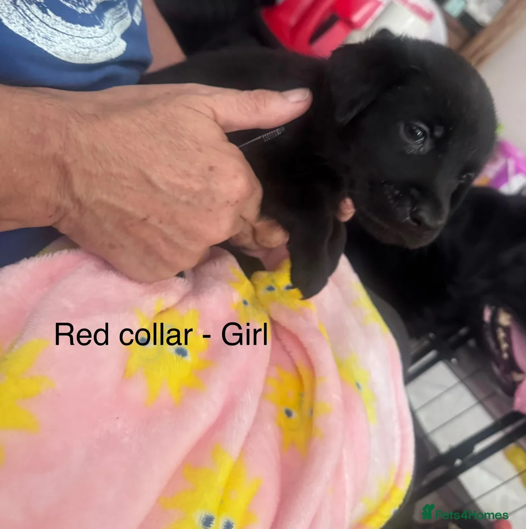 Labrador Retriever dogs for sale: 8 Labrador puppies for sale  in Saint Austell - Advert 2