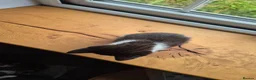 Mixed Breed cats for sale: Black and white kitten  in Bude - Advert 3