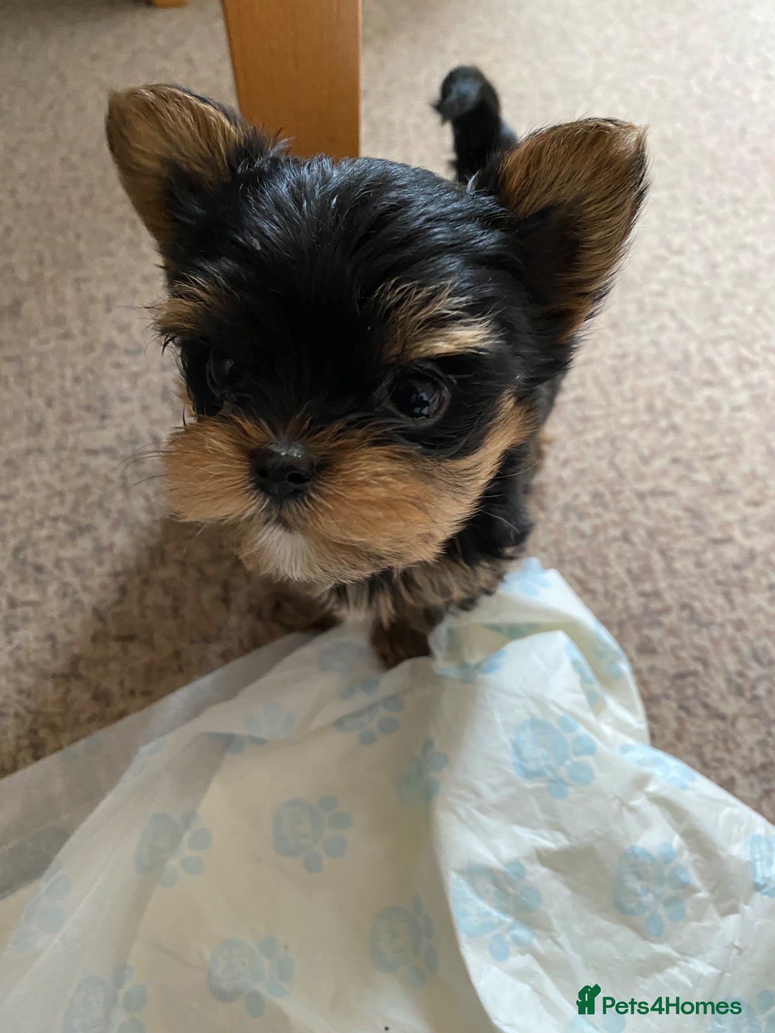 Yorkshire Terrier dogs Yorkshire Terrier Puppies  - Advert 2