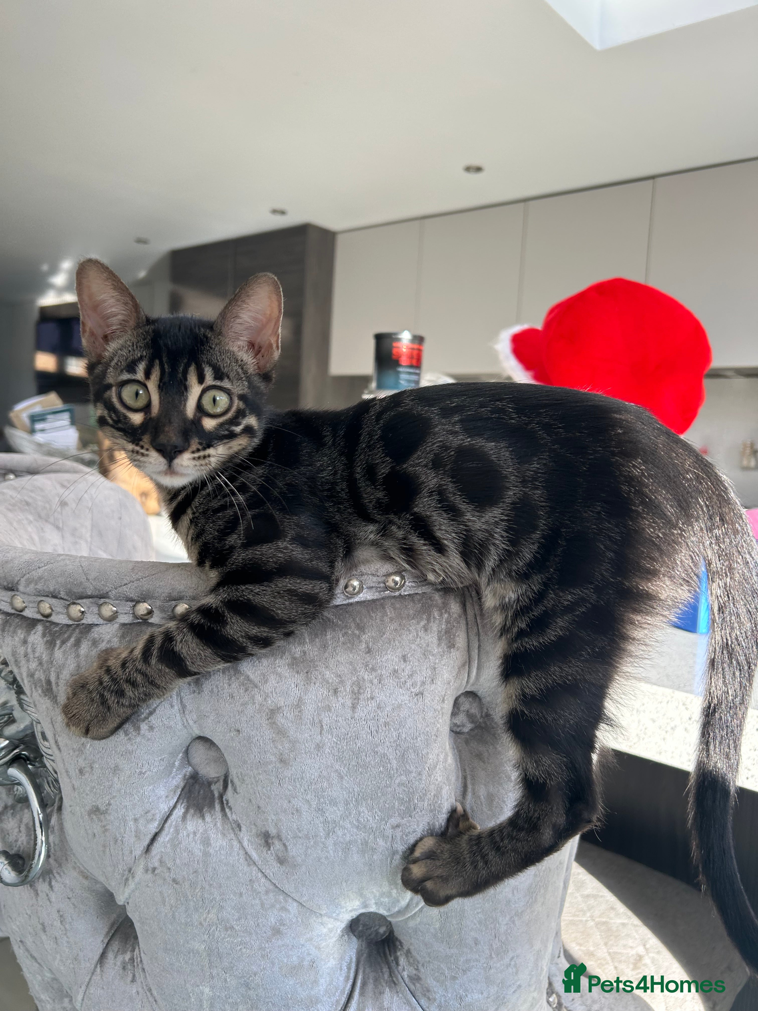 Bengal cats Stunning Charcoal Female Bengal Kitten - TICA - Advert 1