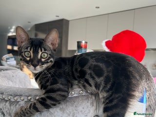 Bengal cats Stunning Charcoal Female Bengal Kitten - TICA - Advert 1