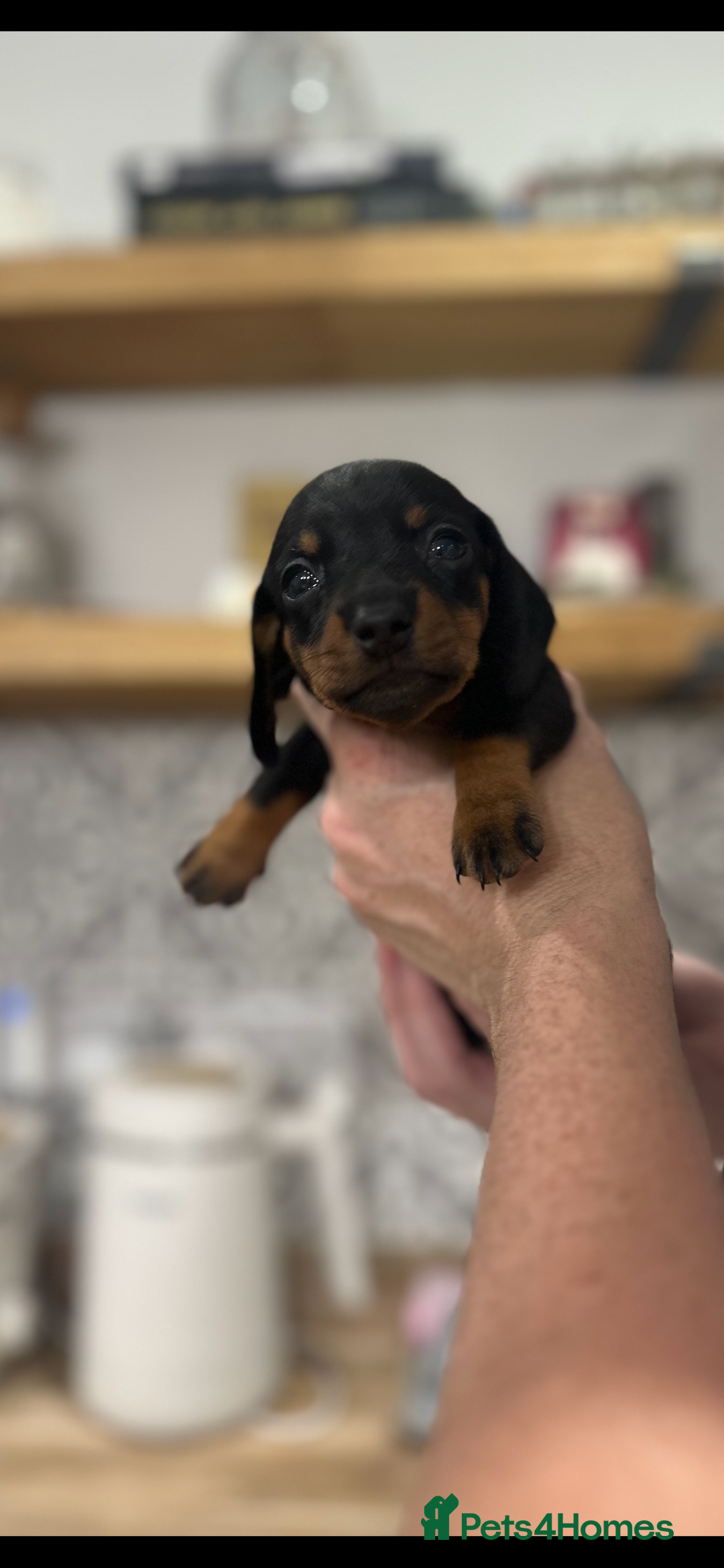 Dachshund dogs for sale: Mini dachshunds - 1 girl available - Image 22