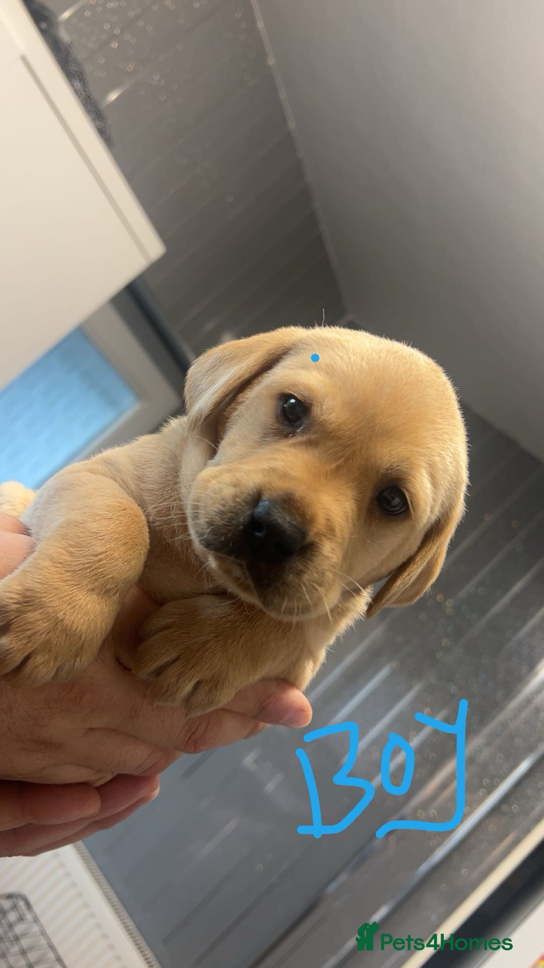 Labrador Retriever dogs for sale: Stunning Labrador puppys - Advert 26