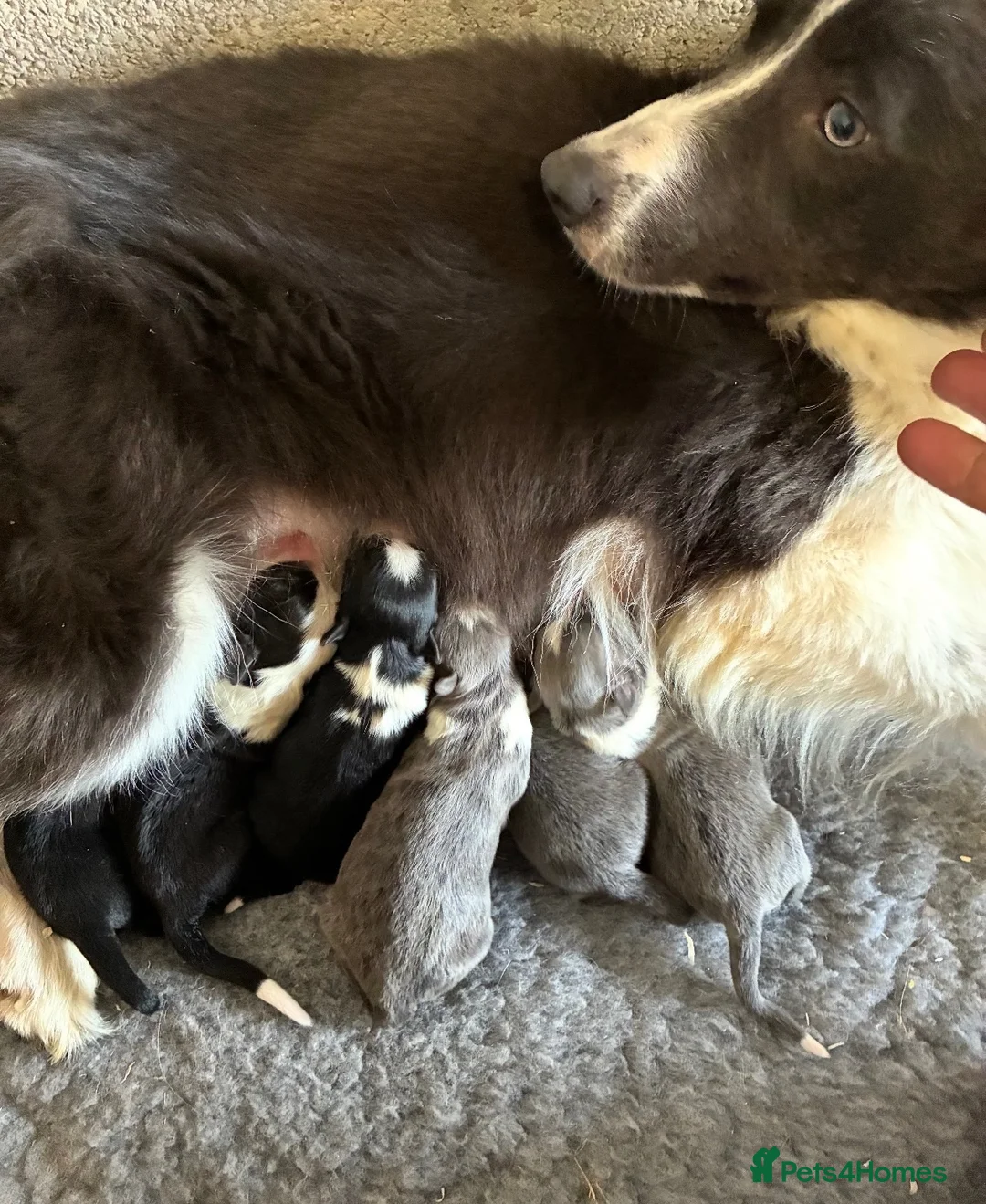 Border Collie dogs for sale: Stunning blue & white / black & white pups - Advert 1