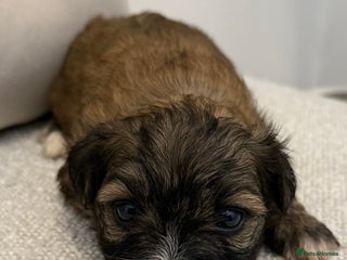 Havanese dogs Adorable Havanese Puppies for sale - Advert 1