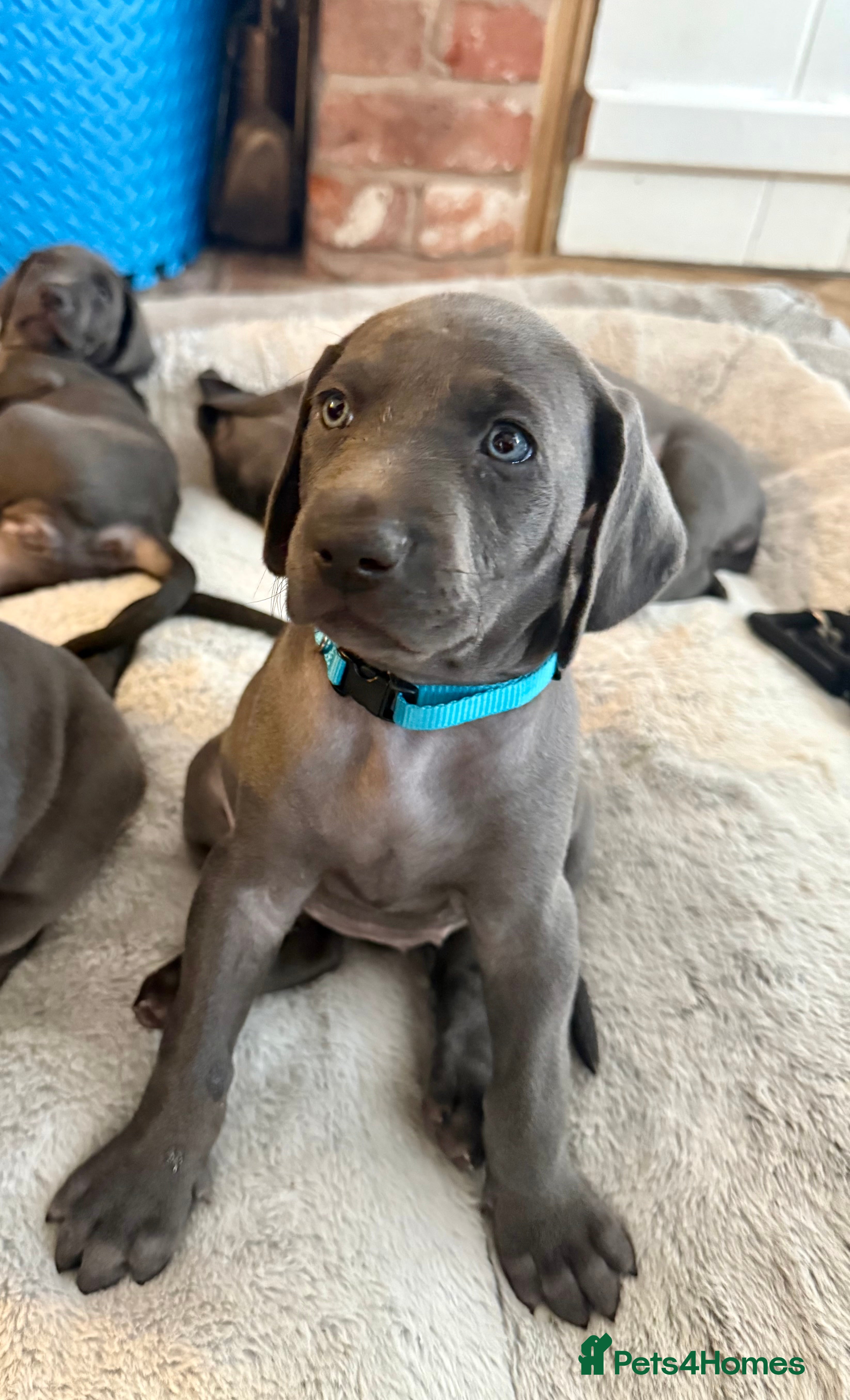 Weimaraner dogs KC Reg Weimaraner Puppies Silver & Blue - Advert 2