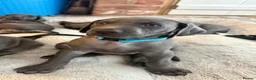 Weimaraner dogs for sale: KC Reg Weimaraner Puppies Silver & Blue - Advert 18