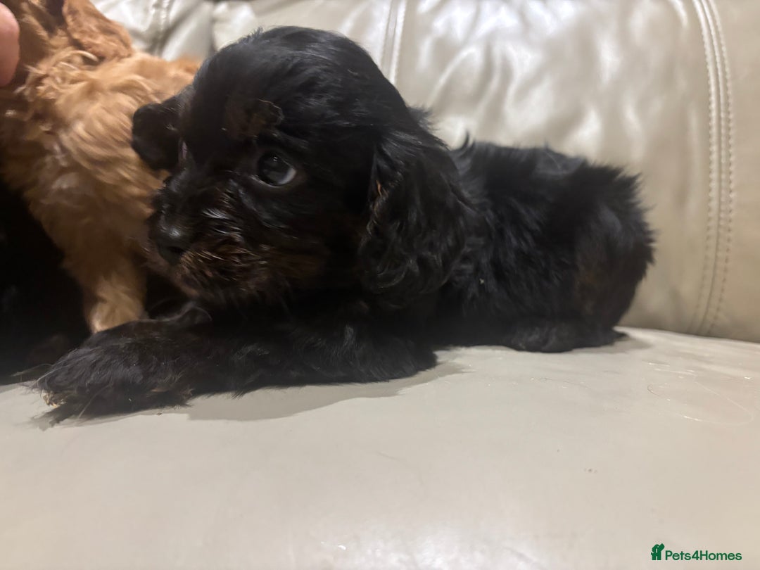 Cavapoo dogs for sale: Beautiful cavapoos  - Advert 8