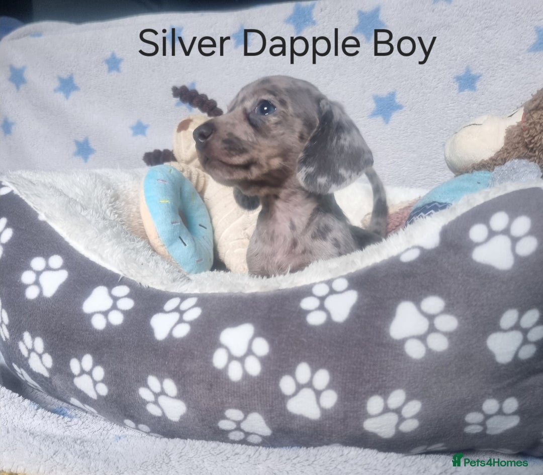 Miniature Dachshund dogs for sale: Stunning Miniature Dachshund Puppies - Image 17