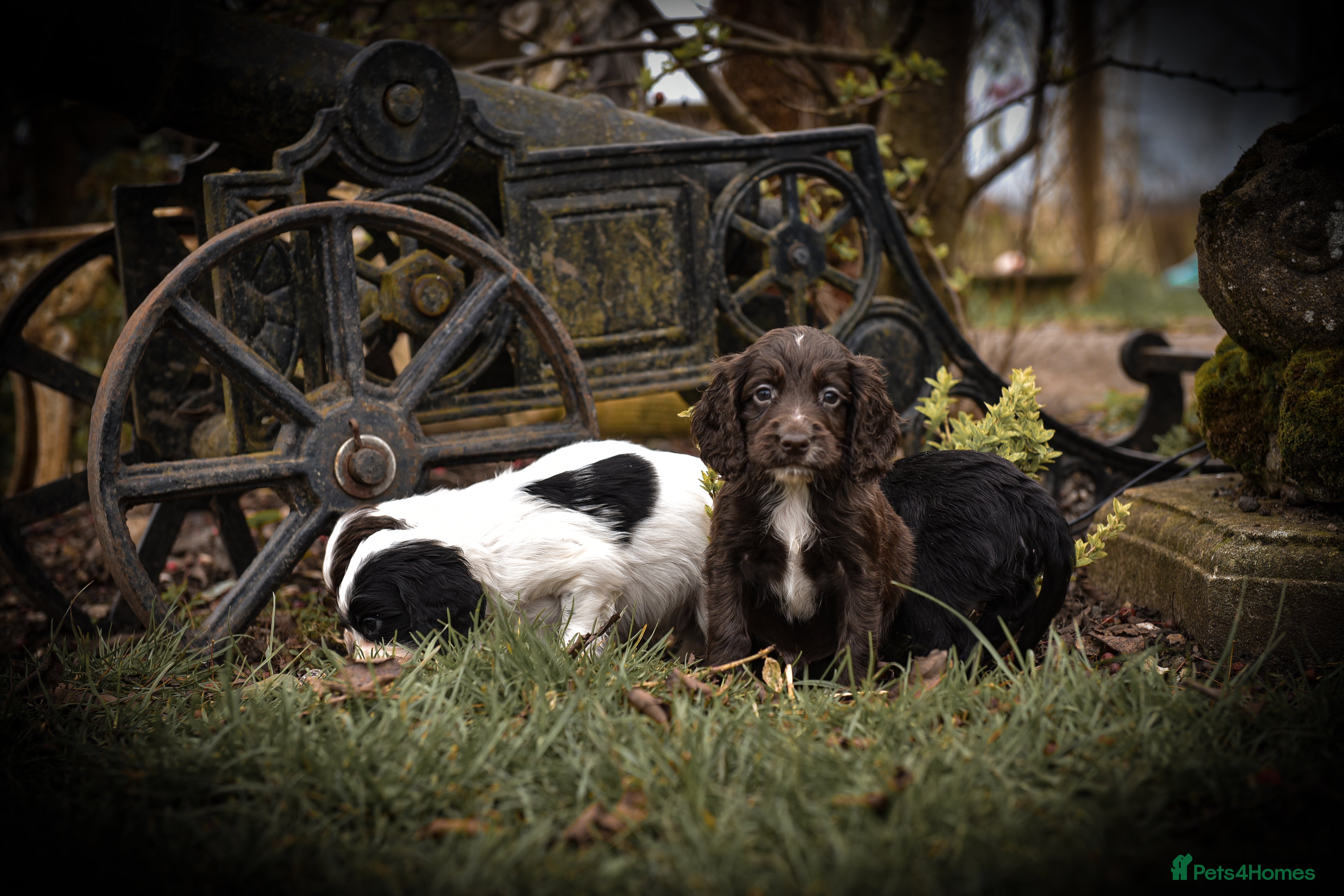 Cocker Spaniel dogs Beautiful Soft Natured Cocker Spaniels KC Reg - Advert 16