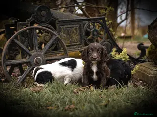 Cocker Spaniel dogs Beautiful Soft Natured Cocker Spaniels KC Reg - Advert 16