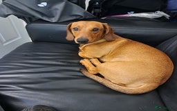 Dachshund dogs for stud: Gorgeous standard red Dachshund for stud in Slough - Image 2
