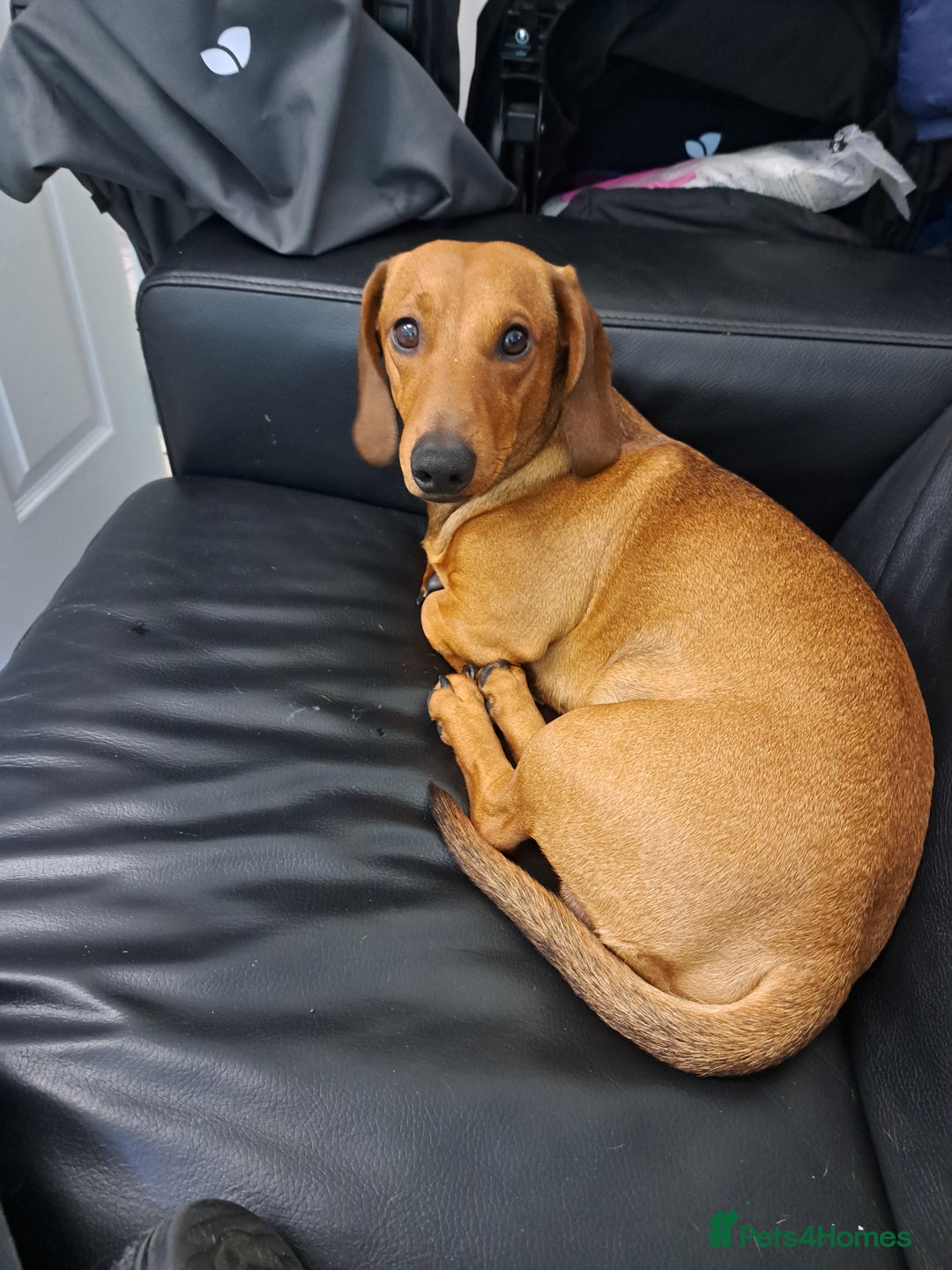 Dachshund dogs for stud: Gorgeous standard red Dachshund for stud in Slough - Image 2