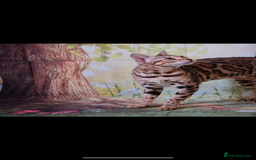 Bengal cats for sale: 😻🐱 Cherry Blossom 🍒 Neutered female - Image 4