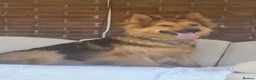 German Shepherd dogs for sale: I NEED A HOME - could you be my person? 🥹🐾 - Advert 5