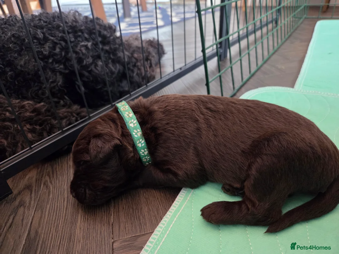 Labradoodle dogs for sale: Labrodoodle Puppies - Advert 40