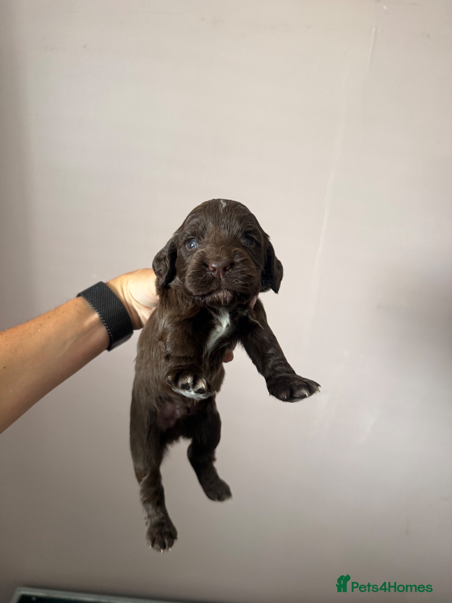 Cocker Spaniel dogs Working cocker spaniels  - Advert 2