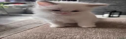 Ragdoll cats for sale: Pure Bred Ragdoll Kittens in Hartlepool - Advert 7
