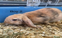 Mini Lop rabbits for sale: Mini lop bunnies  - Image 10