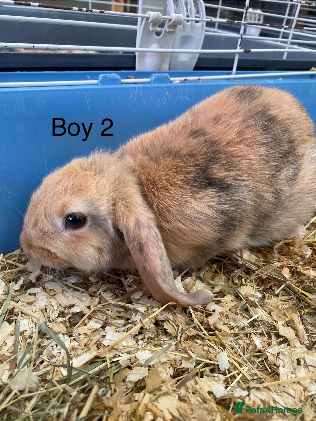 Mini Lop rabbits for sale: Mini lop bunnies  - Image 10
