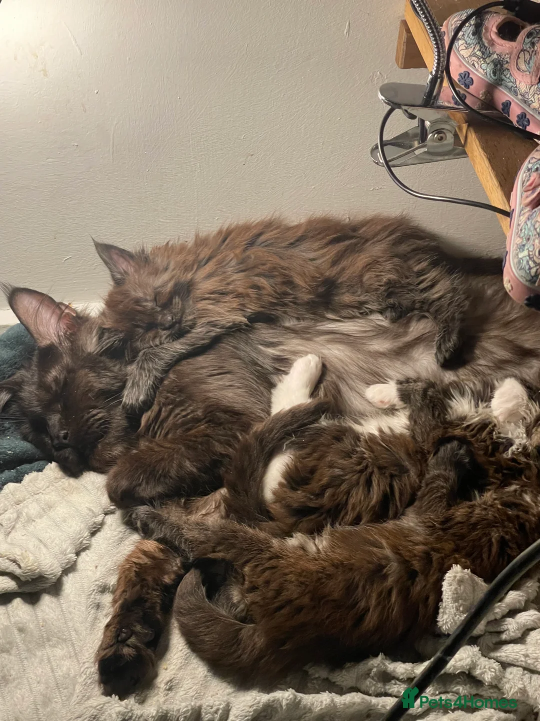 Maine Coon cats for sale: Maine coon - Advert 3