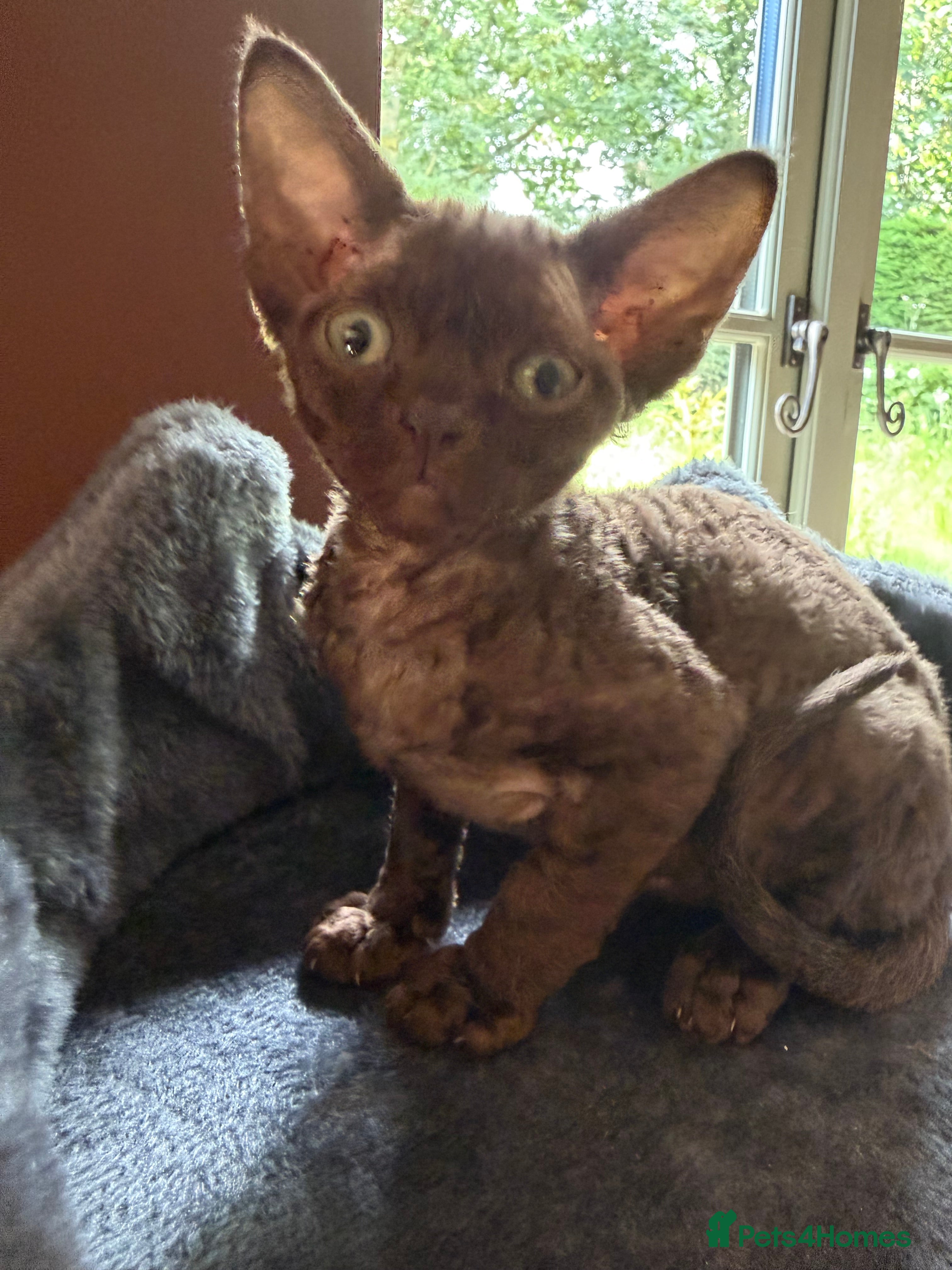Devon Rex cats  GCCF registered  Devon Rex kittens available  - Advert 2